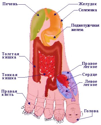 Внутрішні органи в системі відповідності стопи. Фото: center-hc.ru