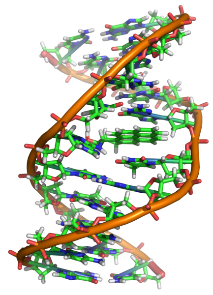 433px-Benzopyrene_DNA_adduct_1JDG.png