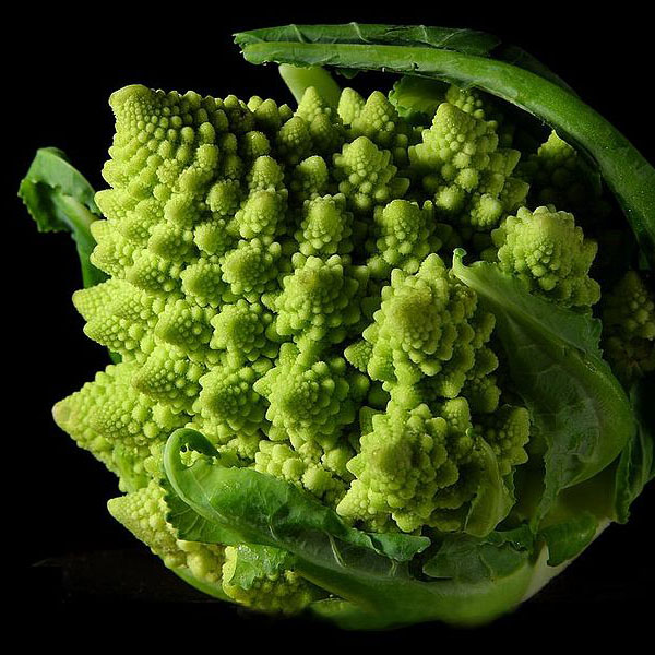 800px-Fractal_Broccoli.jpg