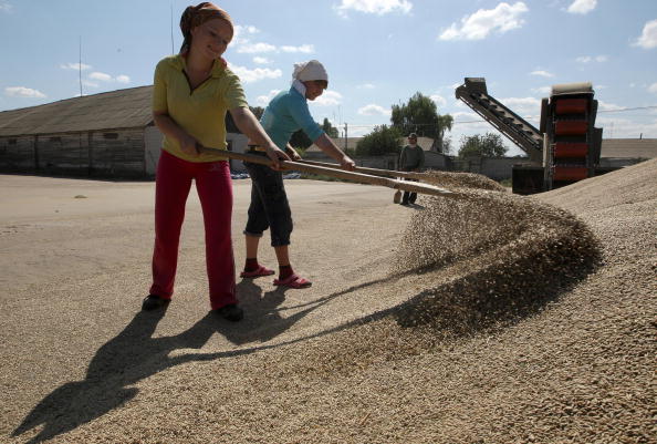 Село Жовтневое, Украина, 11 августа 2009 г. Эксперты аграрного рынка сходятся во мнении, что Украина имеет все шансы стать одним из лидеров по поставкам сельскохозяйственной продукции в мире. Фото: GENYA SAVILOV/AFP/Getty Images