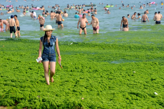 Туристы на пляже, покрытом толстым слоем зелёных водорослей в городе Циндао провинции Шаньдун, Китай. Более 20 тысяч тонн такой водоросли уже удалено с городских пляжей. Фото: ChinaFotoPress via Getty Images