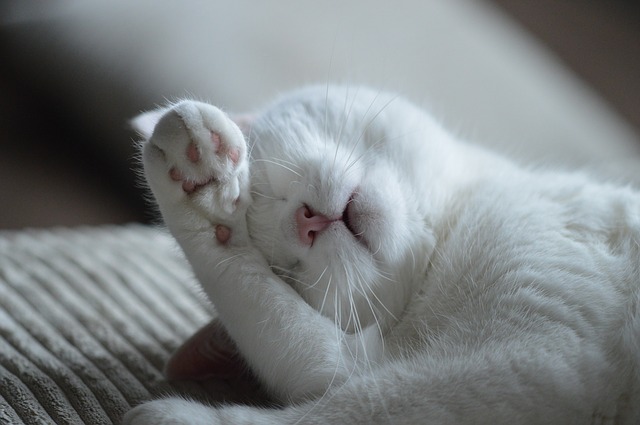 качественный корм для кота