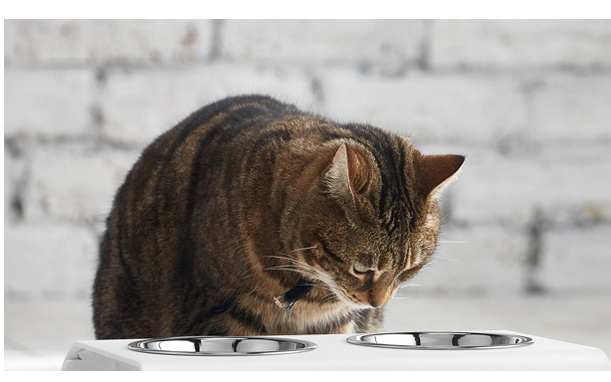 кормушка для кота