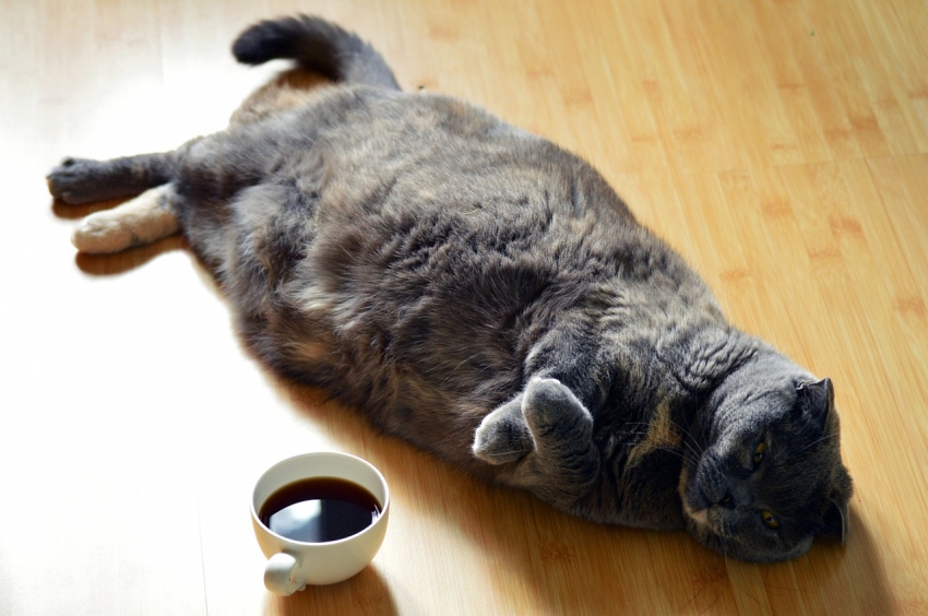 кот