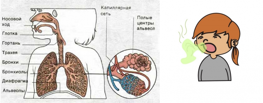 дыхательная система ребёнка