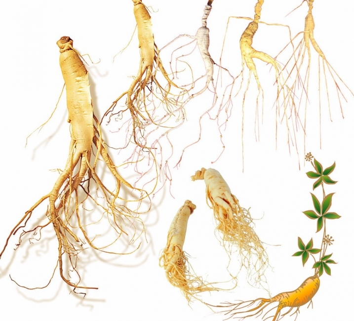 ginseng