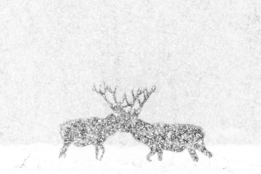 Kevin Berghmans. Фото: https://naturephotographeroftheyear.com/previous-editions/npoty-2020-results/kevin-berghmans-red-deer-in-white-highly-commended-category-black-white/