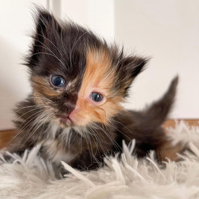 kittenitwithkiki https://www.instagram.com/kittenitwithkiki/