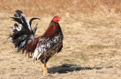 0248a0220d5b8a9427ce17ce0146aef8