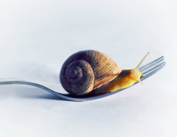 Правильное питание: Slow food против фастфуда!
