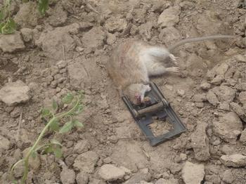 В Китае случилось небывалое нашествие грызунов