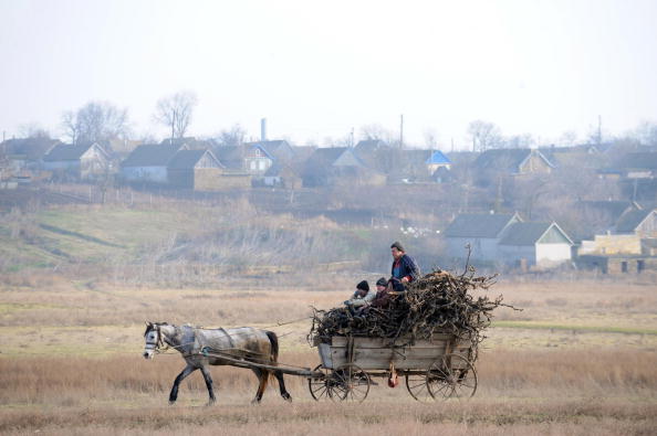 Домашні коні походять зі степів України, Росії та Казахстану, з’ясували вчені