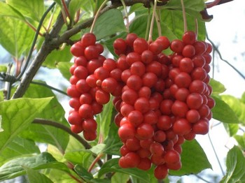 Китайский лимонник