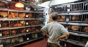 Из-за заражённых меламином яиц китайские птицефермы массово продают кур на бойню