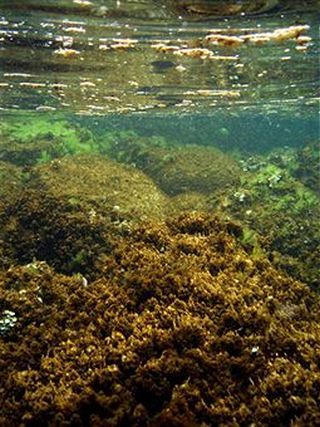 «Водорості-вбивці» у прибережних водах Сицилії отруїли 65 туристів