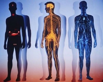 З усіх клітин в людському тілі лише 43% – клітини людини. Решта – це мікроскопічні колонізатори