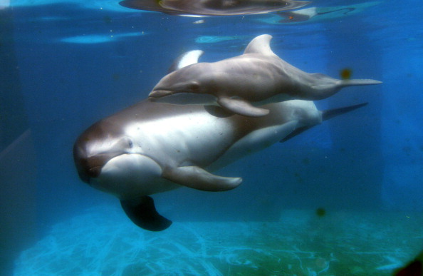 91f330fabaa4696696ec1a15c46ba1e0