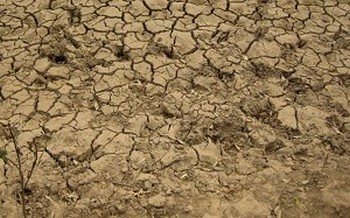 ООН: засуха в Китае может стимулировать рост мировых цен на пшеницу