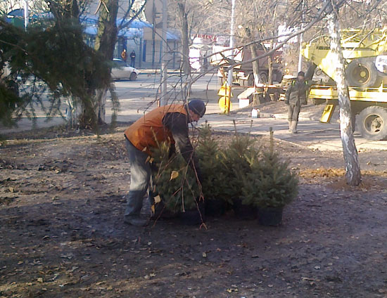 Місце протесту чорнобильців у Донецьку засадили ялинами