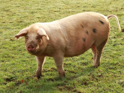 2e3a648fd263456fda092b7b29c669cd