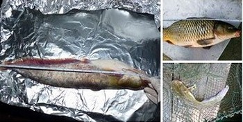 Рыба из реки Янцзы может вызвать раннее половое созревание – Гринпис