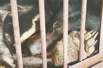Погоня китайцев за наживой вынуждает животных совершать самоубийства