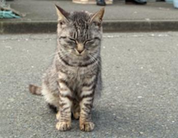 Кошкам кризис нипочем