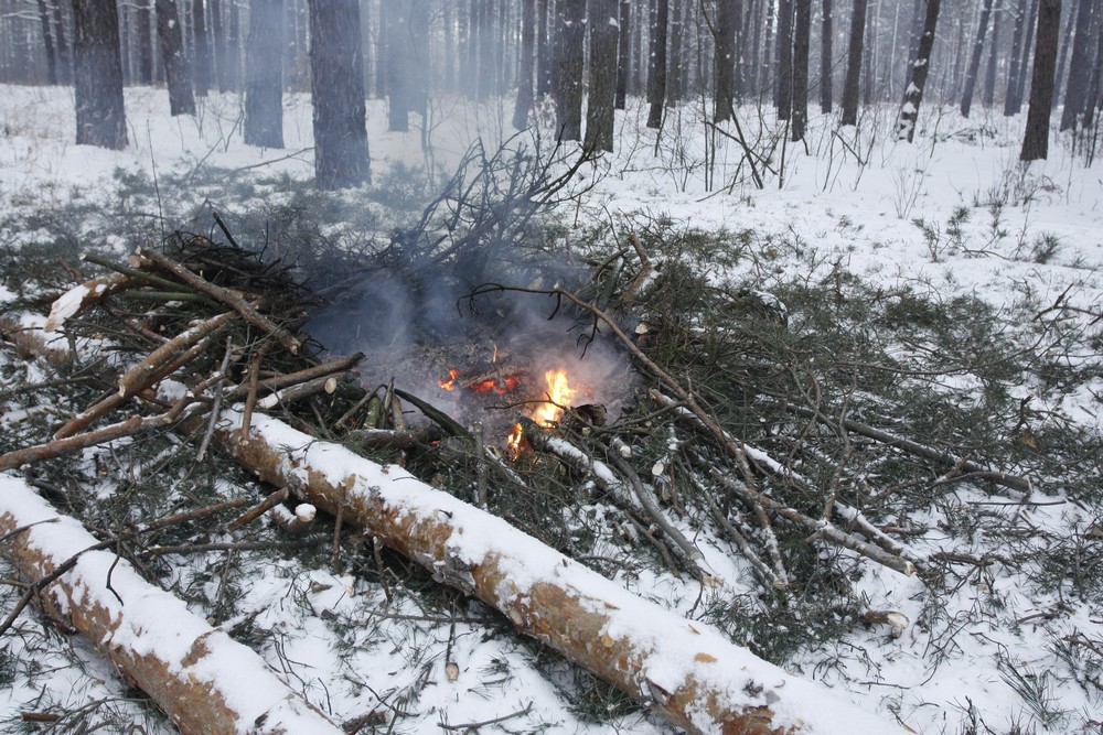 Масштабне вирубування лісу відбувається під Києвом