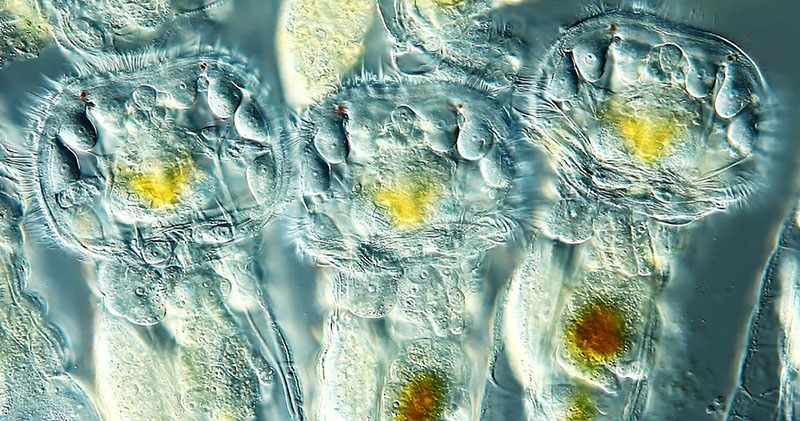 Победители конкурса микрофотографии Olympus BioScapes 2012