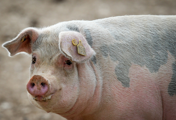 10b128a5ce2d3e310907f864f04a9b46