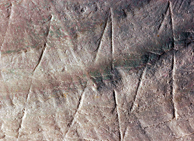 На раковине возрастом 500 тысяч лет обнаружили древний рисунок