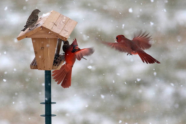 66b2e22938b8366dd570f1e9ea3f41a3