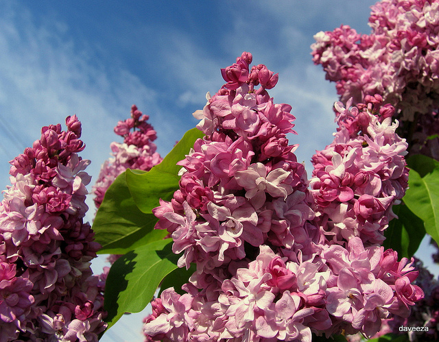 4589357629_0d4b2ee997_z