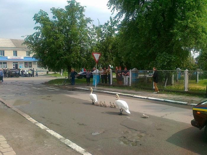 Як лебеді під супроводом міліції йшли крізь усе місто