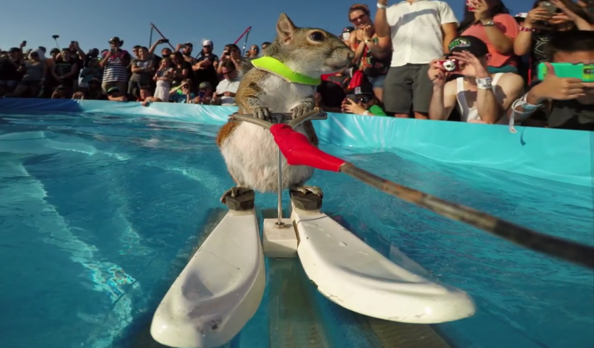 belka_na_vodnyh_lyzhah