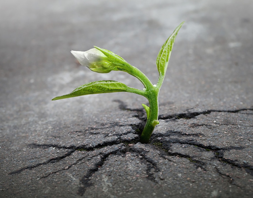 578810-r3l8t8d-880-flower-tree-growing-concrete-pavement-101