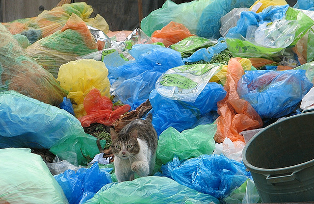 392362044_53d1152c72_z