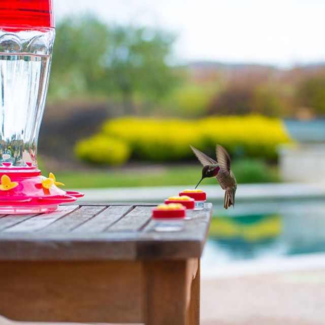 hummingbirdsxoxo
