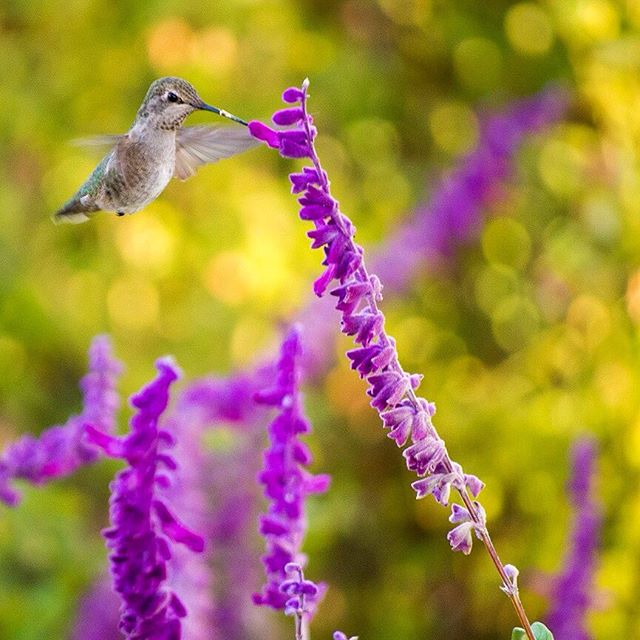 hummingbirdsxoxo