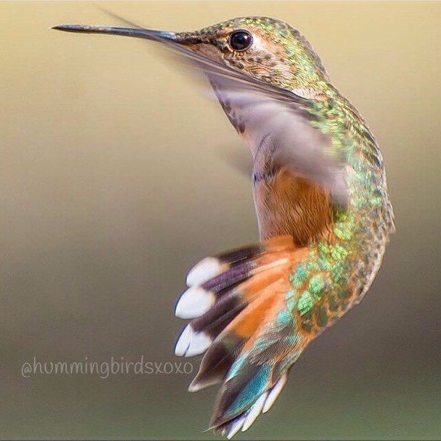 hummingbirdsxoxo