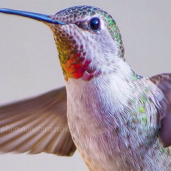 hummingbirdsxoxo