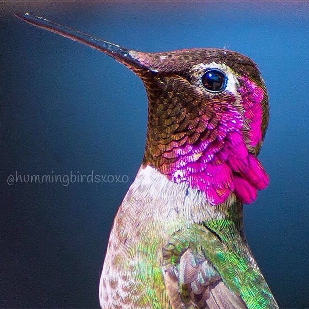 hummingbirdsxoxo