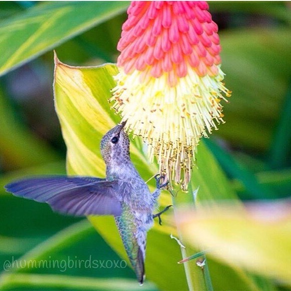 hummingbirdsxoxo