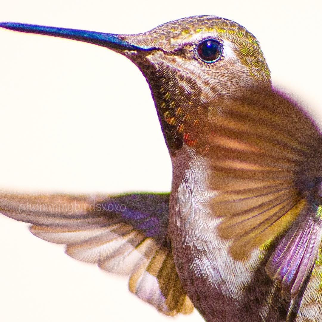 hummingbirdsxoxo