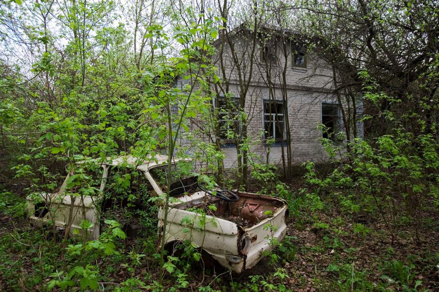 07-chernobyl-animals
