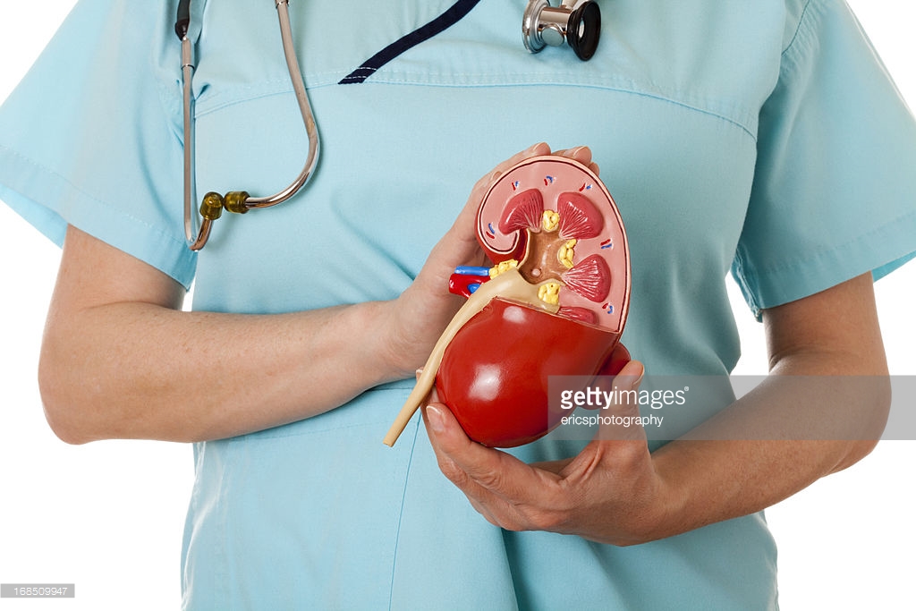 kidney_getty_images