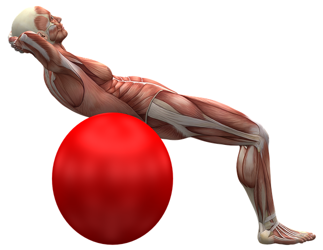exercise-ball-2277451_640
