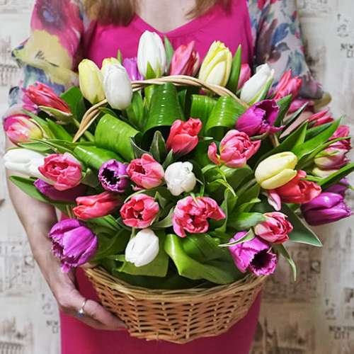 45_tulip-500x500