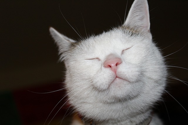 кот