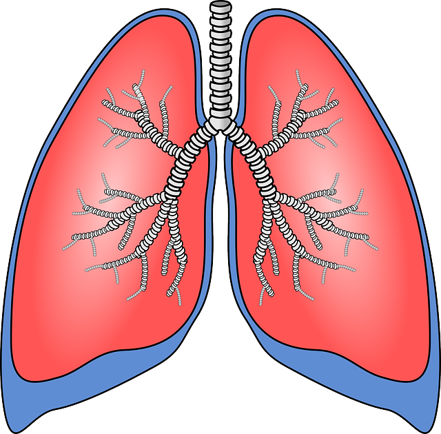 lungs-154282_640